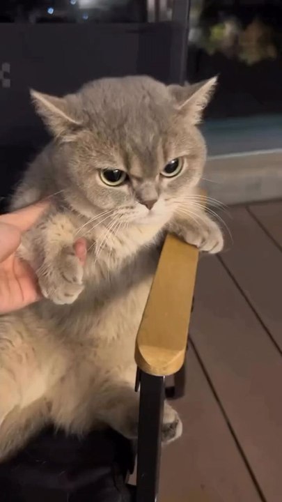 funny Cat 🤣😺