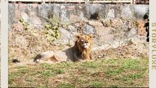 Roar into the wild with India’s real-life Simba! 🦁🇮🇳 This is the Asiatic Lion