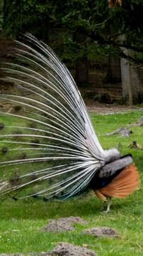 Peacock Displaying Its Stunning Eye-Spotted Tail | Nature & WildlifeA beautiful close-up video of a male peacock spreading its colorful feathers in a natural environment.The peacock’s tail display is one of the most amazing sights in wildlife and nature