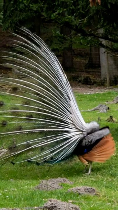 Peacock Displaying Its Stunning Eye-Spotted Tail | Nature & WildlifeA beautiful close-up video of a male peacock spreading its colorful feathers in a natural environment.The peacock’s tail display is one of the most amazing sights in wildlife and nature