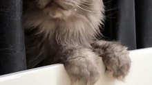 You’re Never Alone When You Have a Cat 😹🛁 :) #funnycats #funny #viralcats ##ViralVideo #shorts #animals