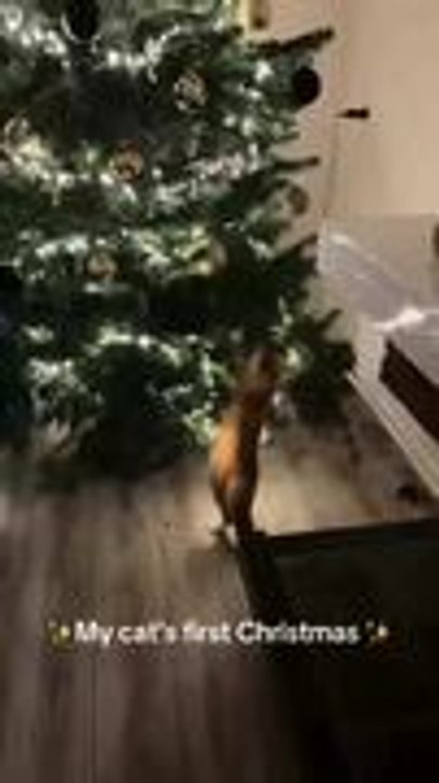 Kitten Meets Christmas Tree
