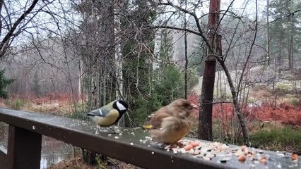 Nordic Birds Feeding in the Backyard