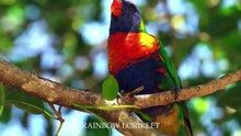 BEAUTIFUL BIRDS OF INDONESIA
