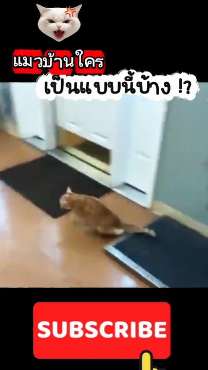 แมวบ้านใครเป็นแบบนี้บ้าง