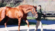 Crestwood Taps Into Gun Runner Line with Il Miracolo