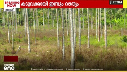 വയനാട് പച്ചിലക്കാട് കടുവയെ കൂട്ടിലാക്കാൻ ദൗത്യം...