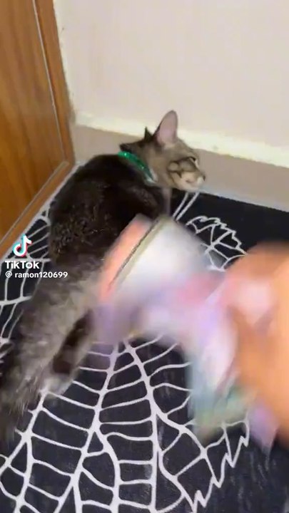 cat..