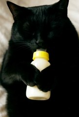 Kucing Hitam Manja Minum Susu dari Botol | Tingkah Lucu Bikin Gemas