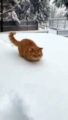 Orange cat vs snow: confidence was high, survival was low 😂