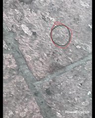 ESA CHICA ESTÁ MUY MUY GUAPA TIENE TODO ALTA BONITA CARA Y MUY BONITO COLOR ELLA ESTÁ EN LA GLORIA PUES POR ESO NOS ESTAMOS PELEANDO TODOS AHORA SÍ QUE POR SUS HUESITOS TIENE MUCHA PERSONALIDAD LA ALTURA QUE TIENE WOW LE SUBE MUCHO YO RECONOZCO ES LA 1