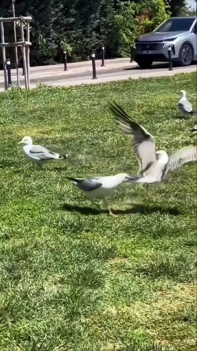 Seagull pulled up like he owned the block. Zero hesitation. Zero fear