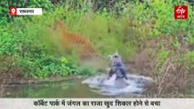 कॉर्बेट पार्क में जंगल का राजा खुद शिकार होने से बाल-बाल बचा, ढिकाला में दिखा रोमांचक नजारा