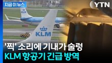 '찍' 소리에 기내가 술렁... KLM, 항공편 취소하고 긴급 방역 [지금이뉴스] / YTN