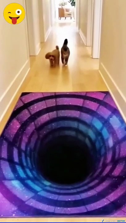 Funny Cat and Dog