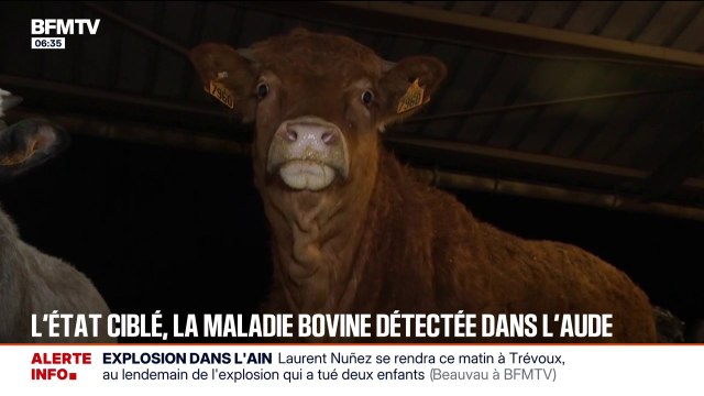 Dermatose nodulaire: la maladie bovine détectée dans l'Aude
