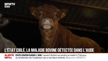 Dermatose nodulaire: la maladie bovine détectée dans l'Aude