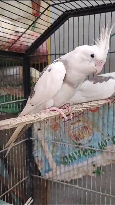Cockatiel