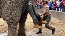 Mud Bath Surprise! Elephant Keeper Gets a TUSK-Tacular Shower! 🚿😂