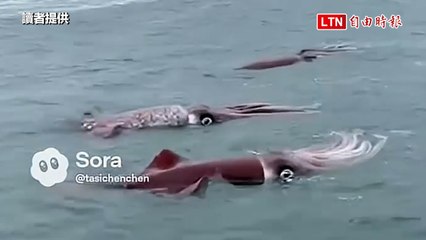 澎湖跨海大橋出現巨無霸烏賊？AI影片假新聞 律師提醒已觸法