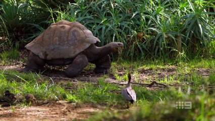 taronga whos who in the zoo s06e06