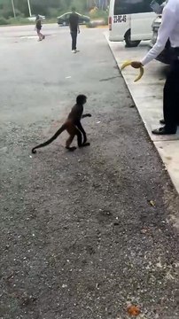 Ces touristes ne s'attendaient pas à croiser un singe comme ça...