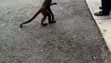 Ces touristes ne s'attendaient pas à croiser un singe comme ça...