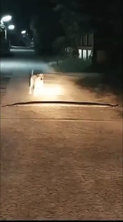 Un ralentisseur qui bouge... c'est surtout un anaconda