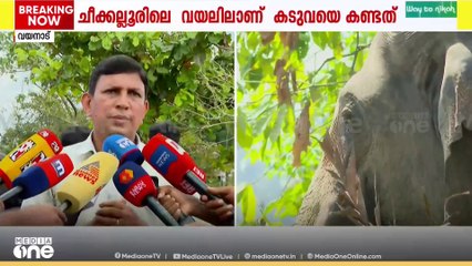 പച്ചിലക്കാട് ജനവാസ മേഖലയിൽ കടുവയെ കണ്ടെത്തി...