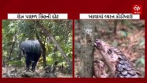 જંગલની દુનિયાના બે અદભૂત વીડિયો વાયરલ, સાસણ આવેલા પ્રવાસીઓએ માણ્યો વન્યજીવોનો દુર્લભ નજારો