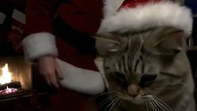 Santa and cat #song #cat