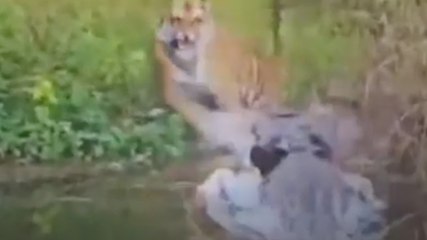 टाइगर पर मगरमच्छ ने किया अटैक, Video