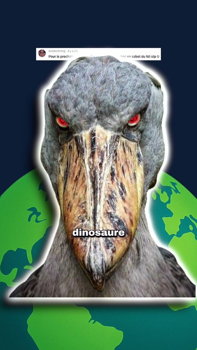 L'oiseau le plus flippant du monde ! #bec #oiseau #animaux #nature #humour