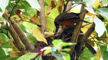 The Jungle Ruled by Venom, Teeth, and Claws