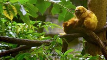 Beauty That Can Kill Inside the Deep Jungle