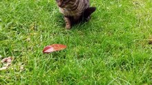 Perfect cat