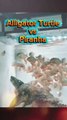 💖EXPERIENCE💖💥Tortue alligator VS Piranha 😅😅😅💥ABONNES-TOI STP🙏💖 MERCI 🙏💖💥