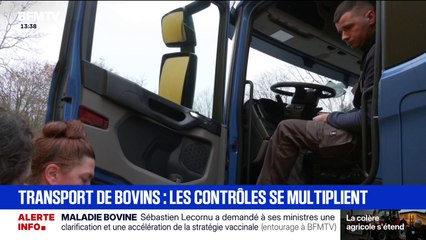 Dermatose nodulaire: les gendarmes multiplient les contrôles de transport de bovins dans le Grand Ouest