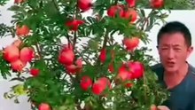how to grow pomegranate at home!