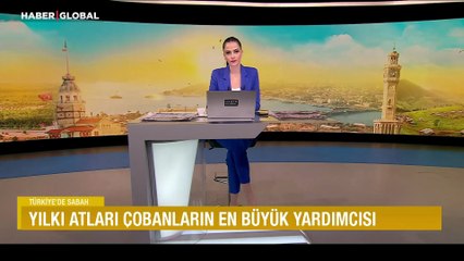 Yılkı atları çobanların en büyük yardımcısı: Eğitilen atlar, sürü yönetiminde büyük rol oynuyor