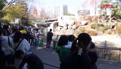 Giappone, in migliaia in coda per salutare gli ultimi panda diretti in Cina