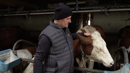 Dermatose nodulaire : ces éleveurs de Haute-Savoie qui ont perdu leur cheptel racontent leur « deuil »