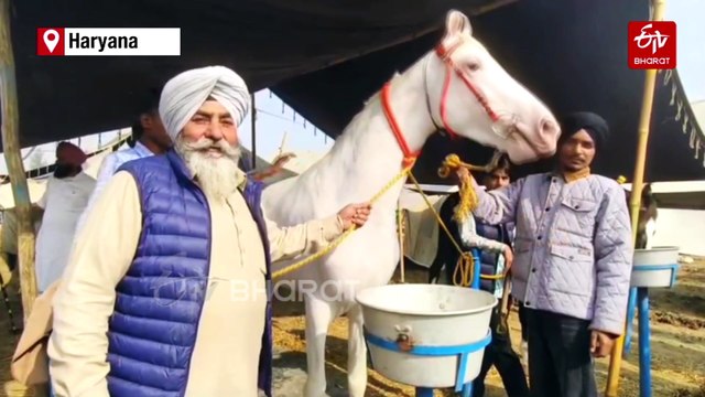Pratap Roop, Punjab's Rs 1 Crore Superstar Horse, Steals The Show At Kurukshetra Animal Fair