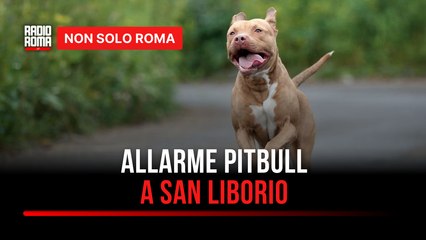 A San Liborio torna l’allarme pitbull”, la denuncia dei residenti Nessuno si muove