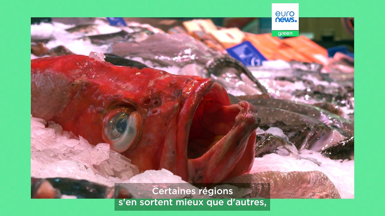 Interview : comment opter facilement pour le poisson durable ?
