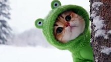 Frog Kitty Hiding... You Won't See This Coming 🐸#cat #cute #cats #love #winter