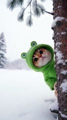 Frog Kitty Hiding... You Won't See This Coming 🐸#cat #cute #cats #love #winter