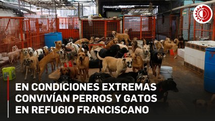 En condiciones extremas convivían perros y gatos en Refugio Franciscano