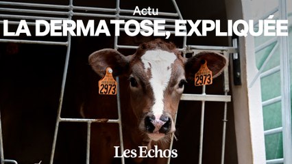 Qu’est-ce que la dermatose, la maladie bovine qui ravive la colère des agriculteurs ? 