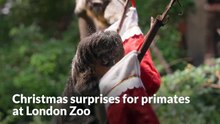 Christmas surprises for primates at London Zoo